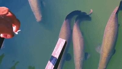 自家水库里养龙鱼，原来龙鱼和魟鱼还能这么养？