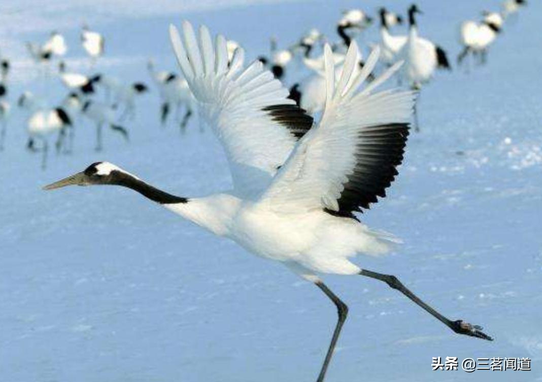 野生黄鼠狼,在东北最不能惹的动物就是黄鼠狼