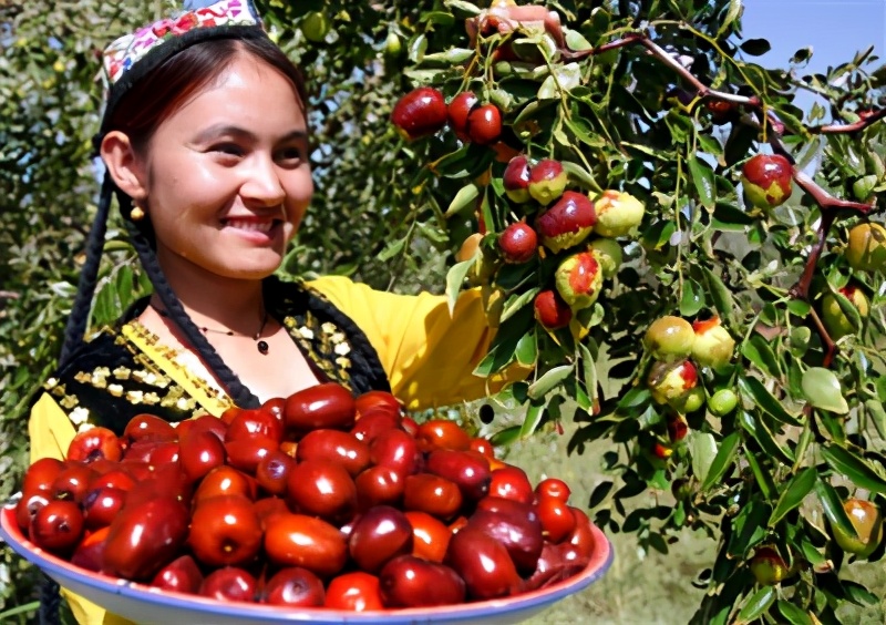 林草科普|神奇枣树，婆娑一树万珠红