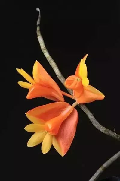 世界顶级奇花异卉,100种奇花异草图