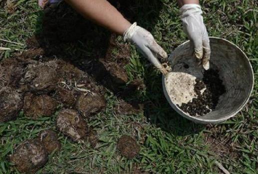 生姜开花结果的全过程,盆栽生姜的种植方法管理图片