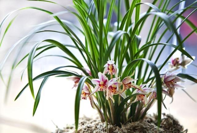 兰花只看叶片如何分类,兰花品种区分简单明了的方法