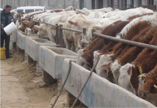 买牛一定要找中介吗,买牛找牛中介靠谱吗