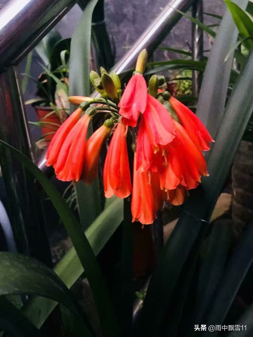 养君子兰的方法怎样管理才能开花,君子兰花芽分化后能用氮肥吗