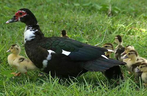 室内养殖十大赚钱项目,养殖最赚钱项目