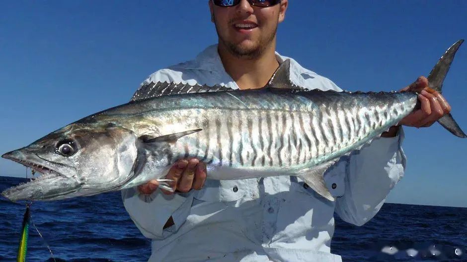 开海季都有什么海鲜,开海了这些生猛海鲜