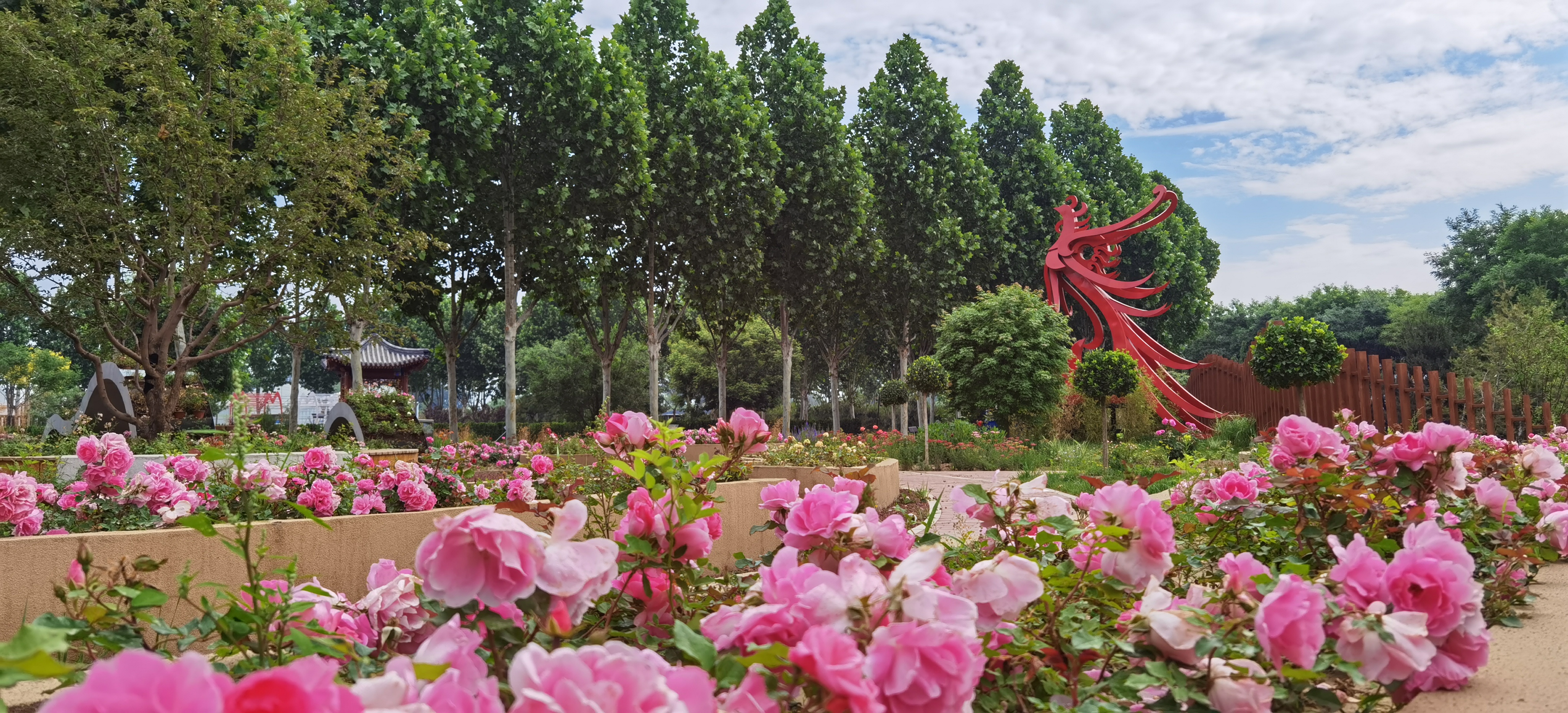 大兴月季园的月季有多少种,北京最大的月季基地在哪