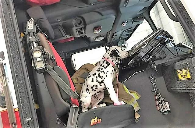 消防犬斑点狗技能,美国消防犬斑点狗