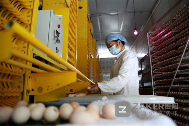 贵州榕江黑木耳丰收助农增收致富,贵州黔西林下养殖闯出致富路