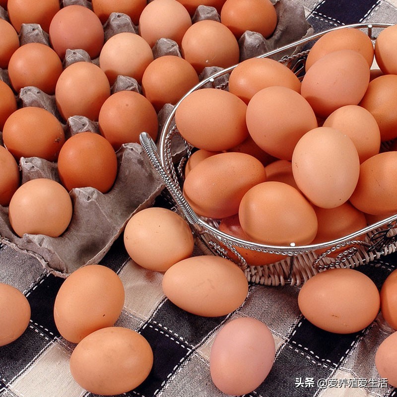 蛋鸡高峰期产蛋率涨得慢怎么办,蛋鸡产蛋率下降怎么解决