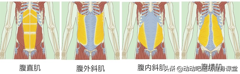人鱼线和马甲线分别是哪个位置,马甲线除了人鱼线还有什么线