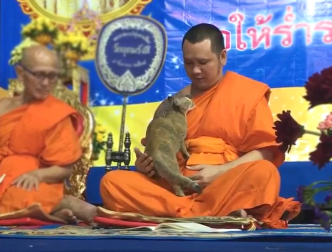 猫咪钻进男生怀里,猫咪钻进主人怀里撒娇