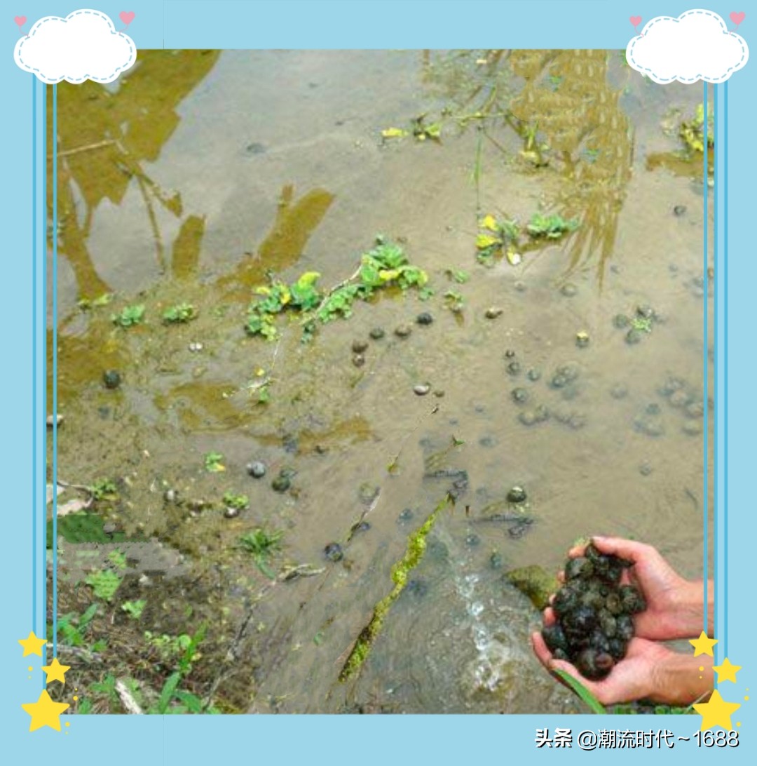 田螺怎么养殖吃什么,养殖田螺主要喂什么食物