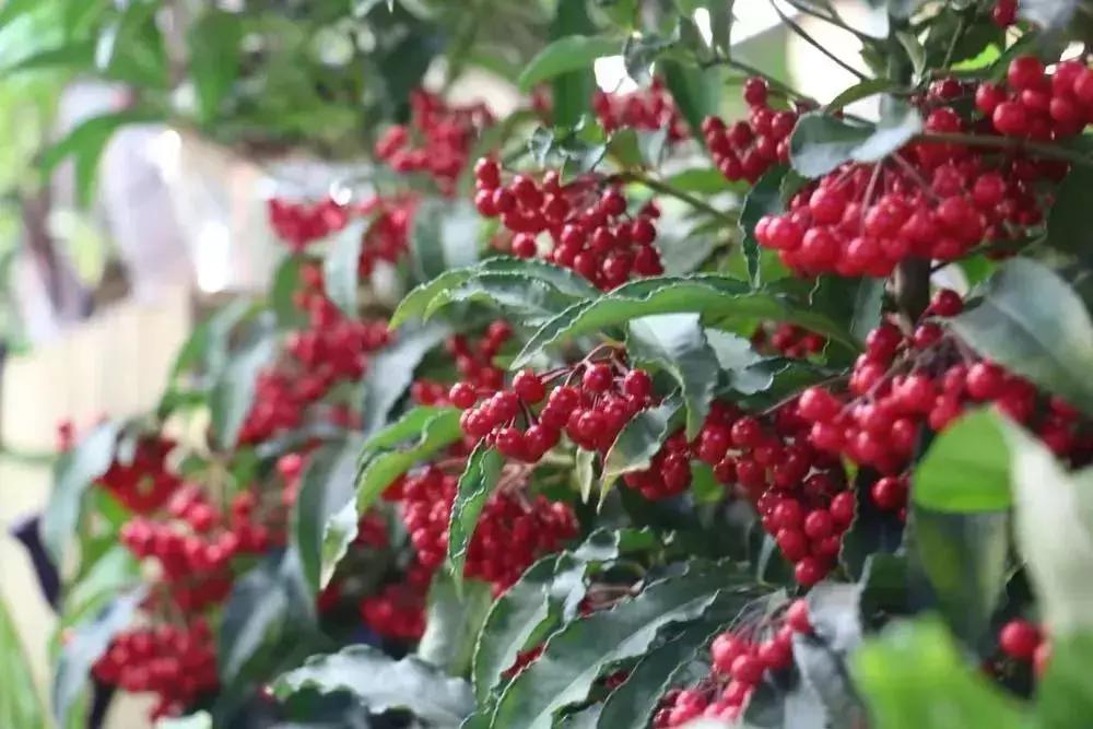 郑州三大花卉市场都是哪个,郑州哪个花卉市场最全