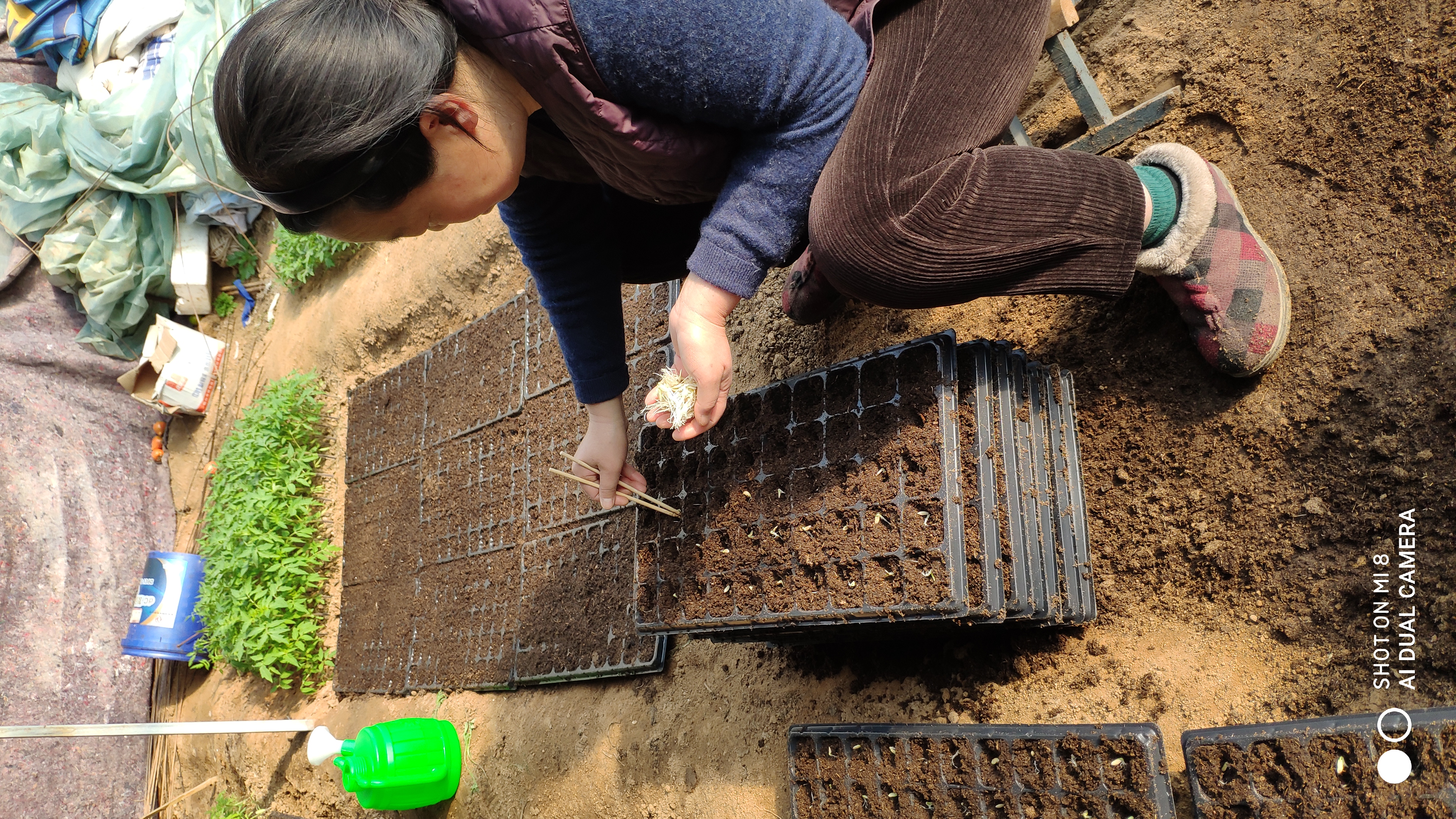崂山水畔菜蔬鲜，黄石洞中书韵长