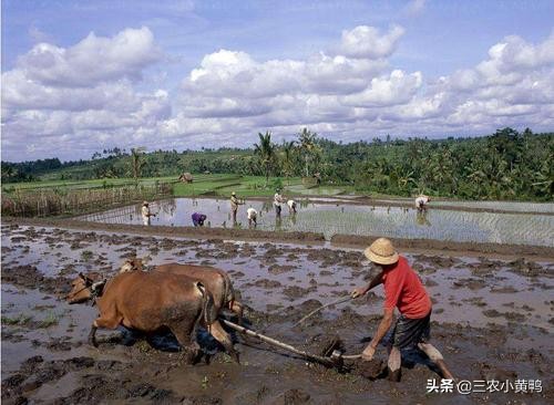 2021是辛丑无春年，“十一牛耕田，寡年好种田”，啥意思？