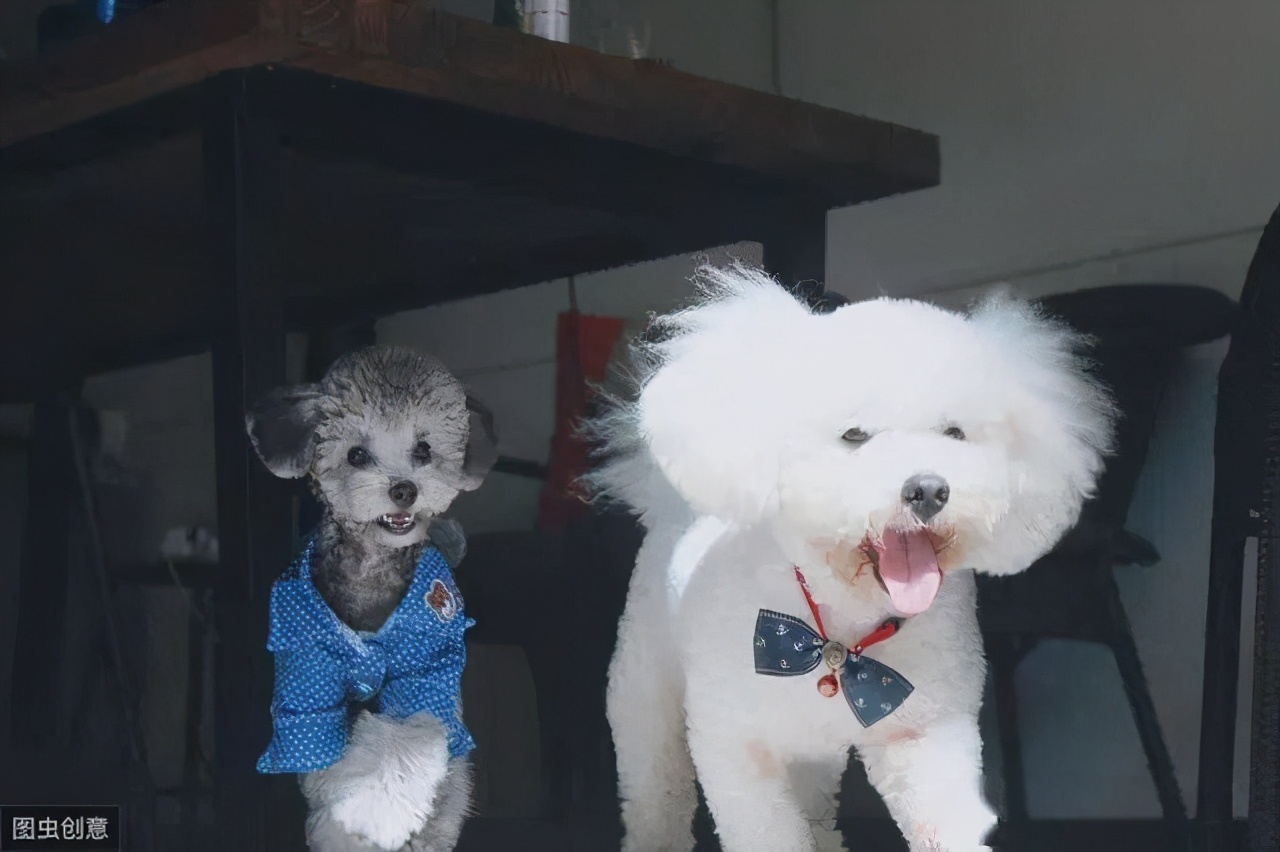 灰色贵宾犬的优点和缺点,贵宾犬小型灰色多少钱一只