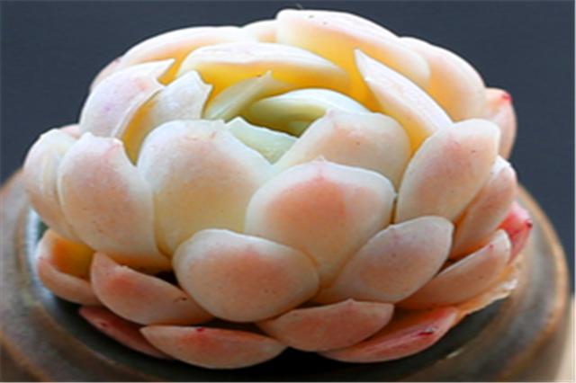 多肉冰梅养护“5妙招”，轻松爆盆饱满肥厚，白里透红美到惊艳