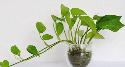 养花小妙招花黄叶怎么补救最快,花黄叶怎么补救最快