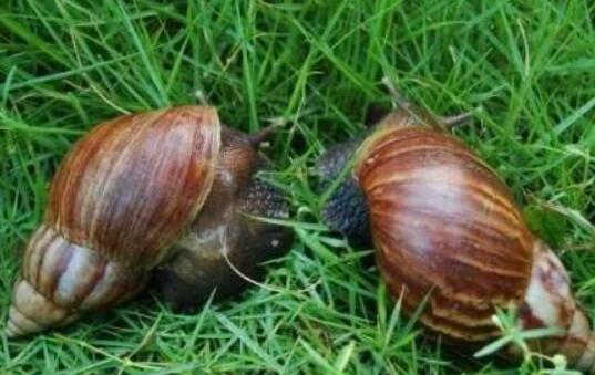 蜗牛为什么这么受欢迎呢,兔子和蜗牛的区别是什么