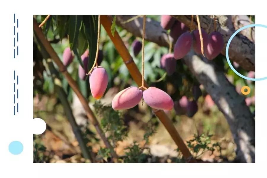 贵妃芒号称是芒果之王皮薄多汁,贵妃芒树上摘下来就能吃的芒果