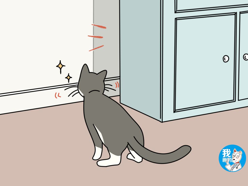 辟谣猫咪并非黑夜都能看得清,为什么猫咪的胡须不能剪