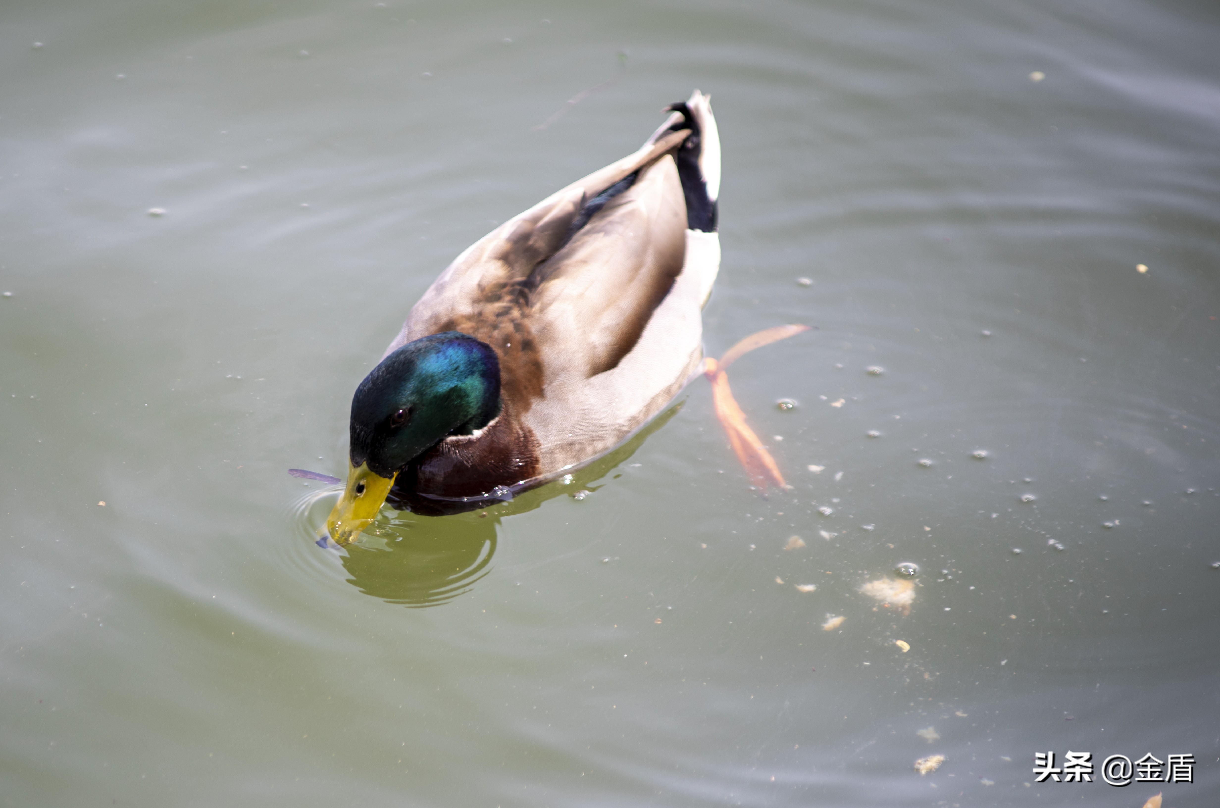 鸭子自由自在的玩耍,鸭子们在雨中嬉戏用英语怎么说