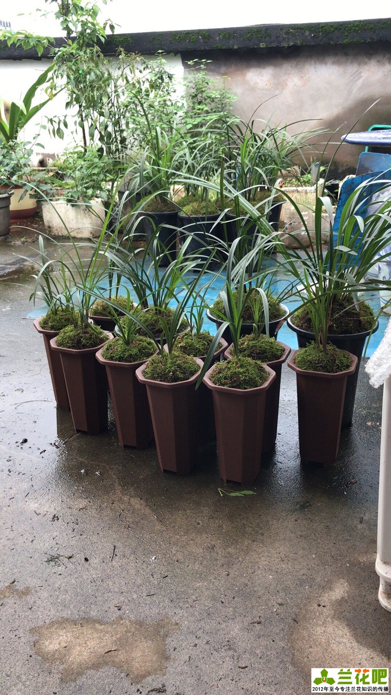 鍏拌姳浠锋牸鏆磋穼鍘熷洜鍒嗘瀽,鐤儏鏈熼棿鍏拌姳浠锋牸璧板娍