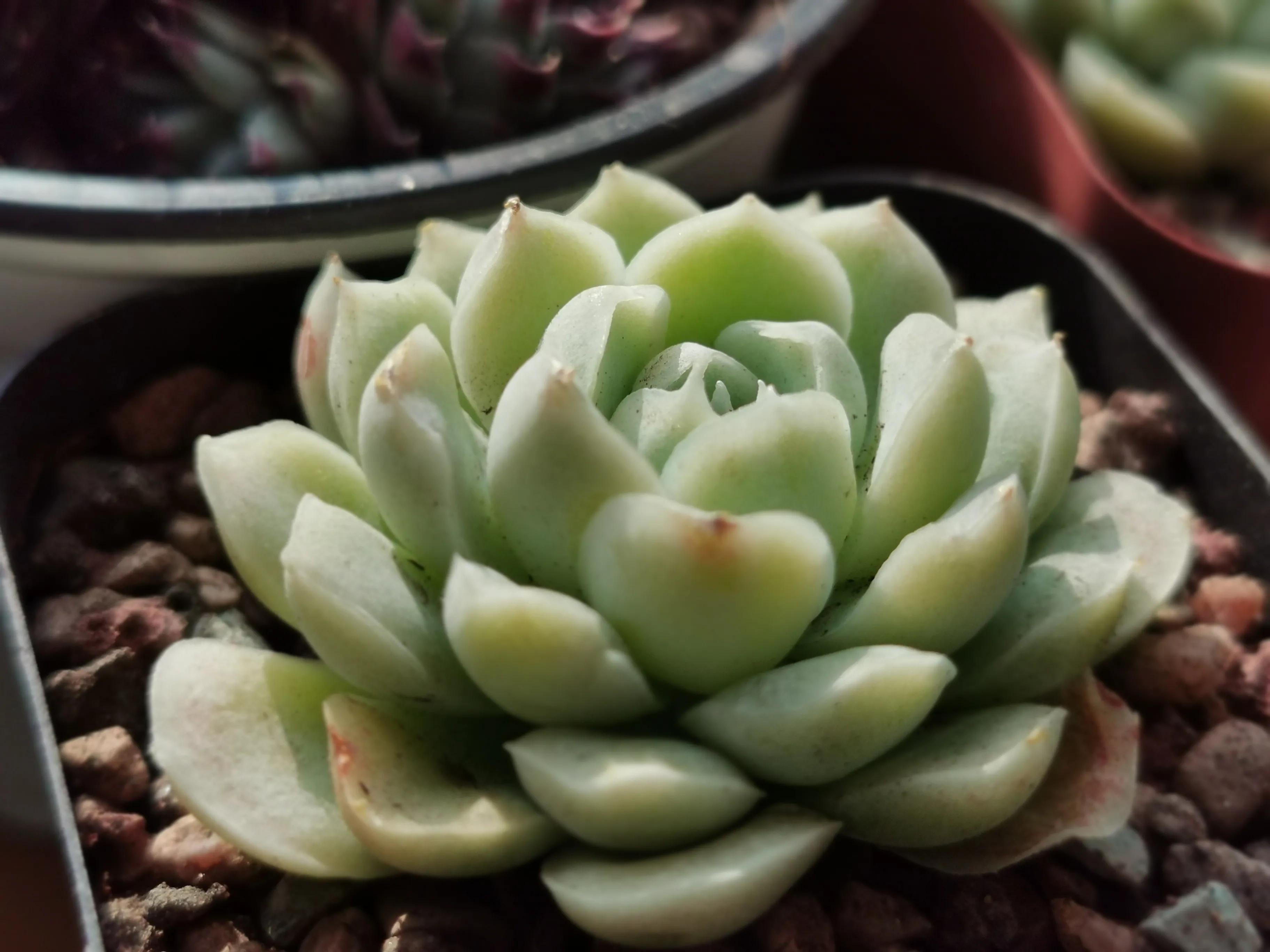 多肉品种大全大集合,多肉35元一盆图片