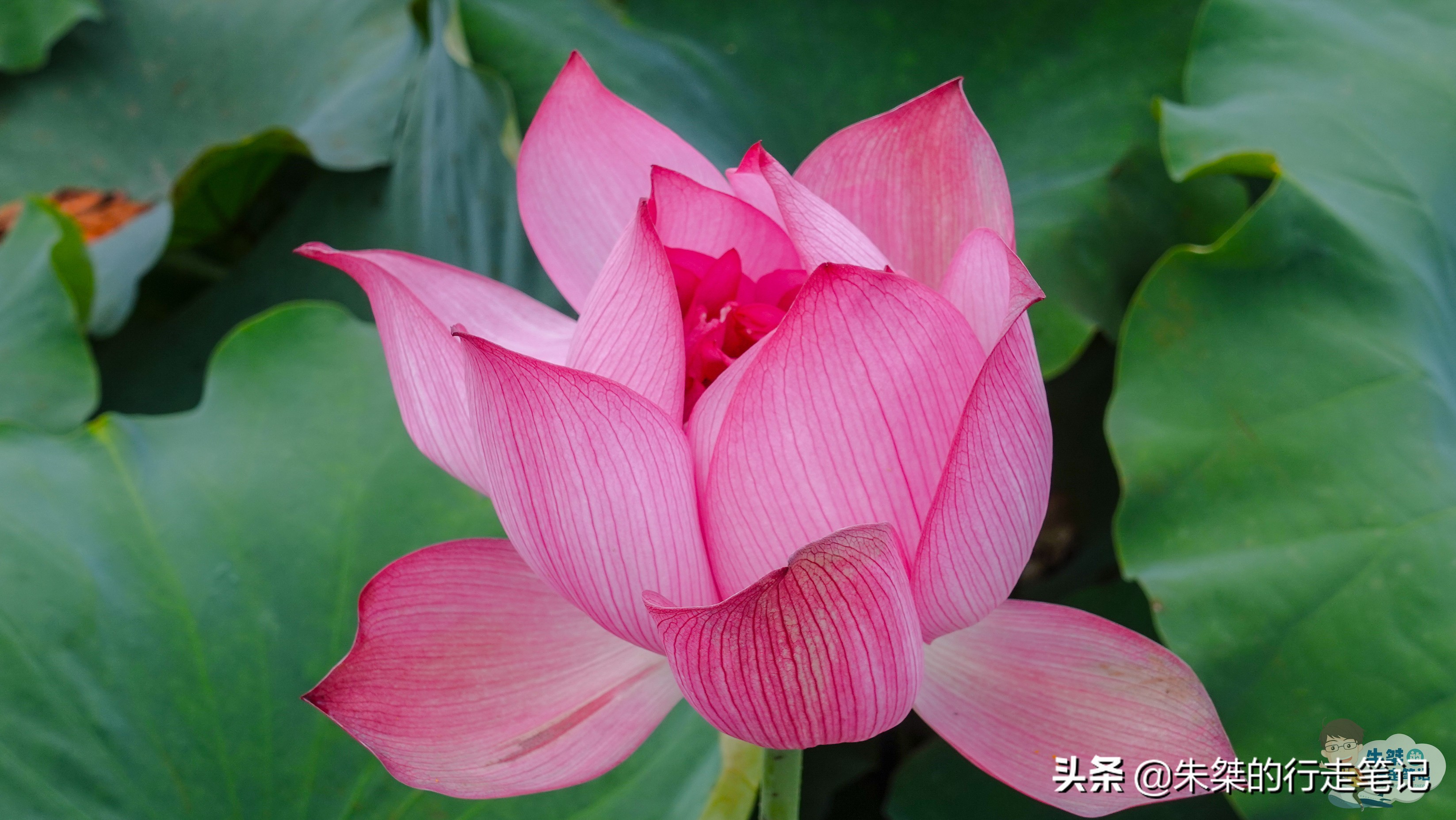 泰顺旅游攻略三日游推荐,泰顺六日游攻略