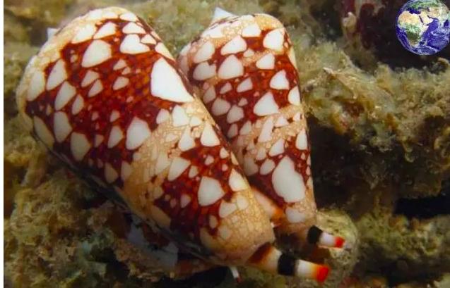 鸡心螺到底危不危险,鸡心螺的危害有多大