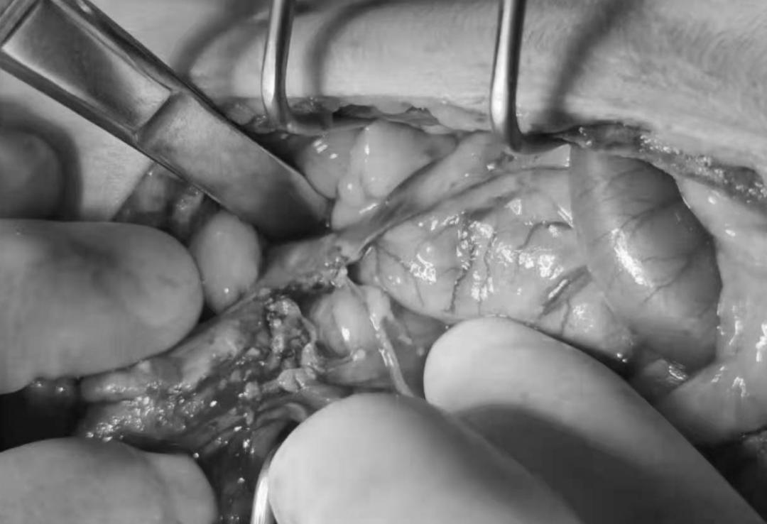 猫咪到底为什么绝育后还会发情呢？