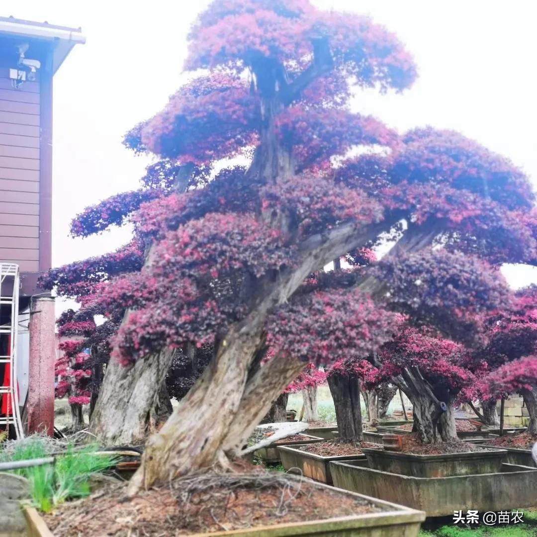 红花檵木桩造型适合庭院别墅,红花檵木老桩怎么选