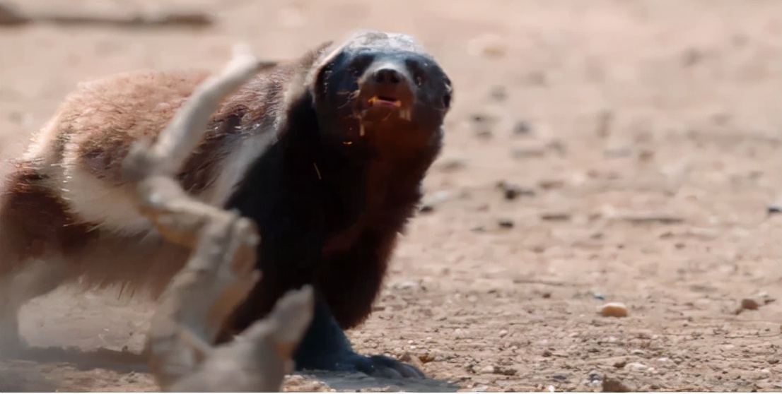 蜜獾吞食毒蛇视频,克星蜜獾专门咬很凶猛的毒蛇