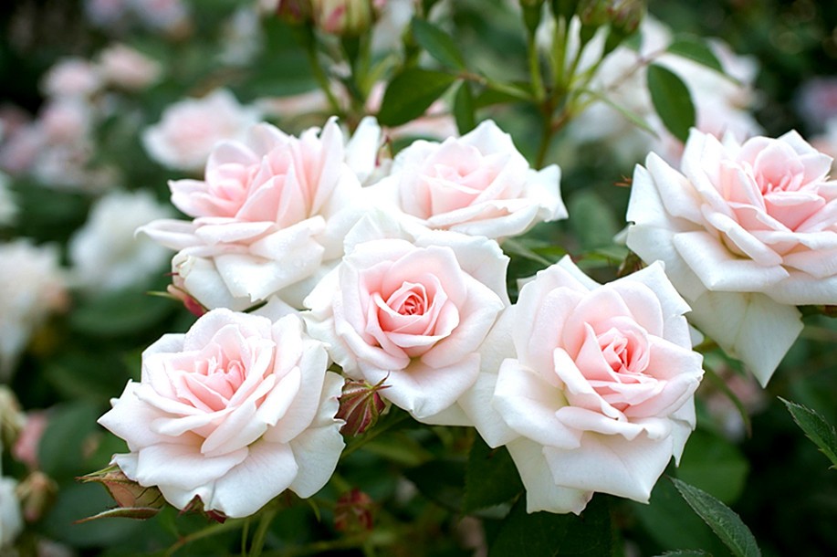 十二星座中谁跟天蝎最合适,十二星座谁最能读懂天蝎