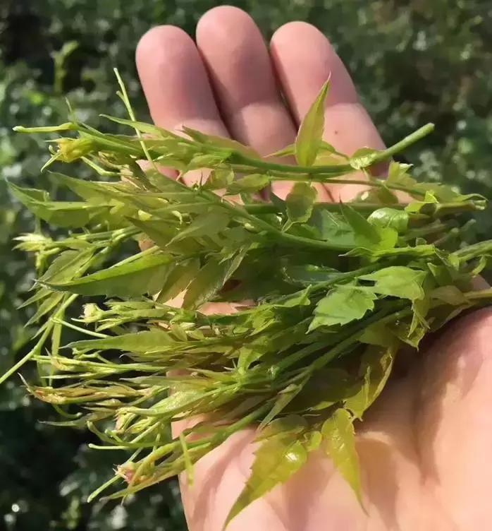 正宗张家界莓茶有什么,揭秘张家界莓茶