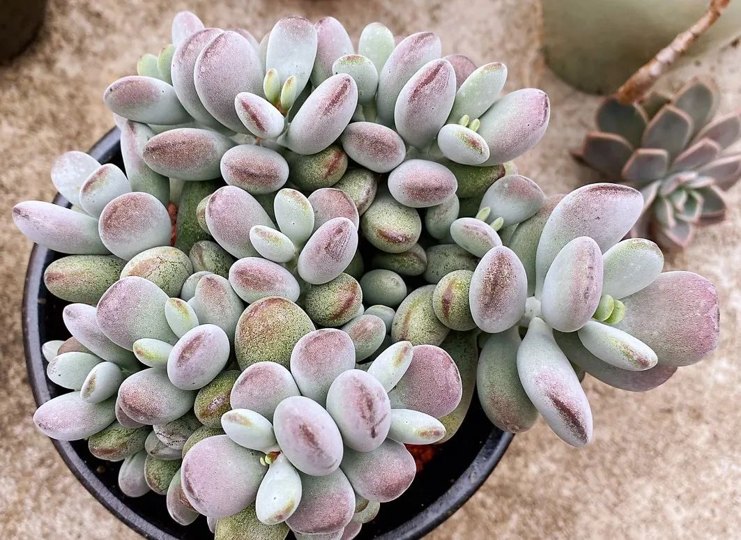 乒乓福娘锦的繁殖方法,乒乓福娘可以叶插繁殖吗