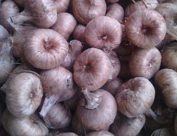 藏红花开花样子,藏红花有开黄色的花吗