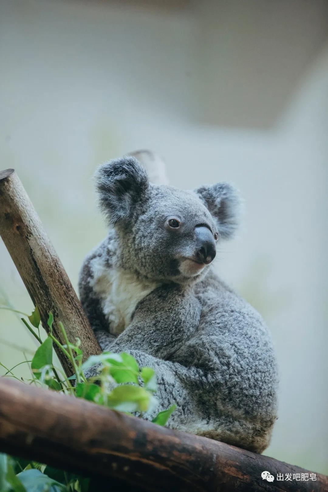 长隆飞鸟乐园长隆熊猫酒店怎么选,周一长隆野生动物园游玩攻略