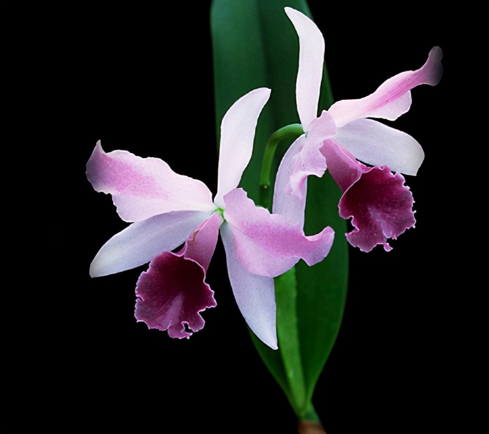 兰花品种是怎么培育出来的,兰花如何分品种