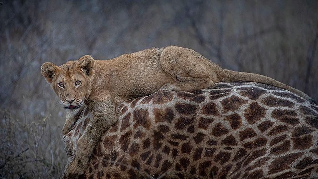 长颈鹿是由腕龙进化来的吗,长颈鹿是怎么进化来的