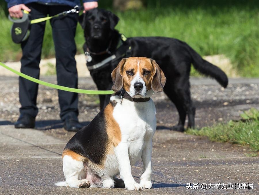 养狗并不是为了让它爱你,养狗狗的方法和技巧