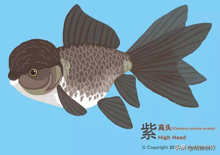 金鱼大体型的品种,金鱼品种介绍之龙睛高头