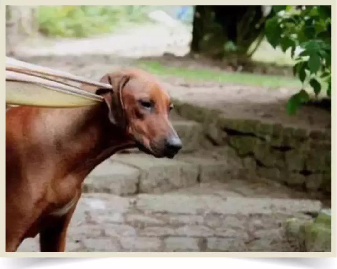 鸟界广东人，没什么是它不敢吃的……