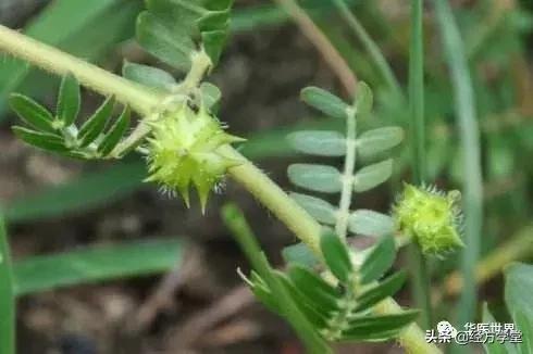 老中医美白祛斑日霜用多久有效果,老中医祖传秘方美白祛暗黄