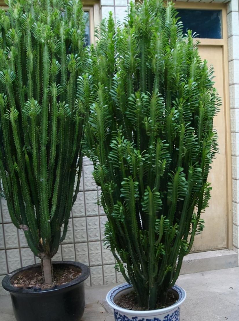 客厅最旺三种树好养,客厅最容易养的树