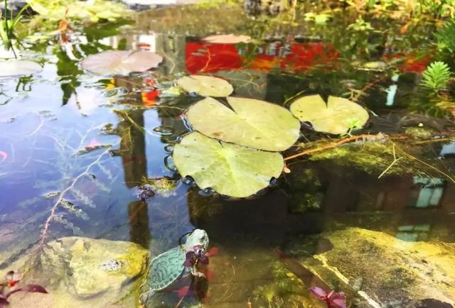 鱼池如何改导致花池,花池改鱼池如何做过滤