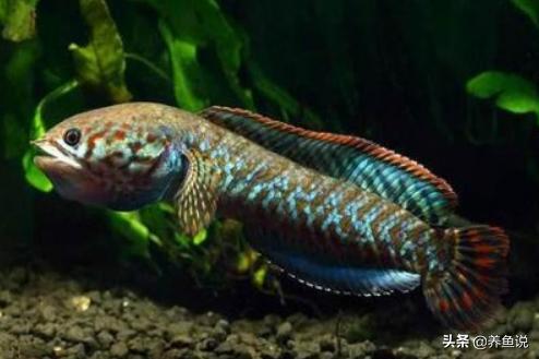 新手养鱼养什么观赏鱼最好,新手养鱼最适合养什么观赏鱼