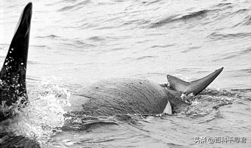 科普鲨鱼为什么不吃海豚呢,鲨鱼为什么不吃海豚的真相