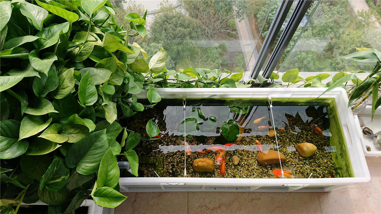 绿萝直接放到鱼缸里面可以活吗,绿萝全放鱼缸里能活么